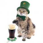 Ирландская кошка: описание породы, история, и особенности