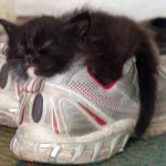 Photo source: https://torange.biz/photo/5/IMAGE/cat-kittens-cheap-shoes-5404.jpg