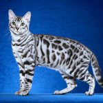 history of the bengal cat breed