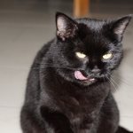 perverted appetite in cats