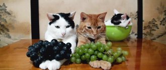 Изюм наносит больший вред здоровью кошек, чем виноград