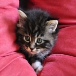 Why does a kitten appear at home: signs and beliefs about cats, cats and kittens