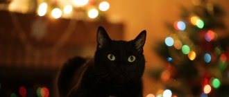 Why do you dream of a black cat according to various dream books?