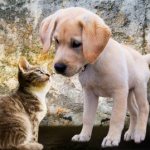 Why do puppies and kittens dream: for a woman, a girl, a man - interpretation according to different dream books