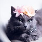 High-quality photos of beautiful cats