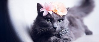 Качественные фото красивых кошек