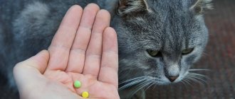 how often to give deworming tablets to cats