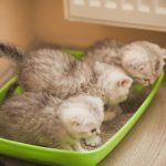 How often should a kitten go to the toilet?