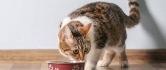 Как давать кошке обычные пивные дрожжи