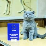 Как и где оформить ветеринарный паспорт для кошки