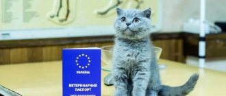 Как и где оформить ветеринарный паспорт для кошки