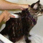how to bathe a cat