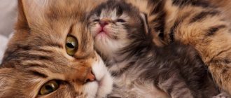 How does a cat care for its offspring?