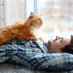 Как кошки проявляют любовь к хозяину - топ 18 проявлений любви