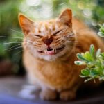 Как кошки выражают эмоции и какие именно