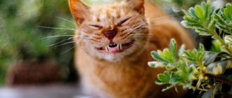 How do cats express emotions and which ones?