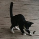 Как научить кошку ловить мышей