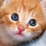 How to name a red kitten boy, read the article