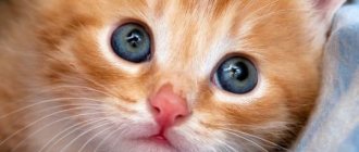How to name a red kitten boy, read the article