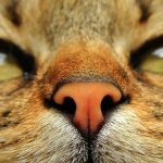 Как называются усы у кошек