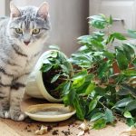 How to stop a cat from shitting in flower pots