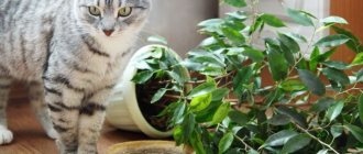 Как отучить кошку гадить в цветочные горшки