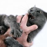 How to stop a cat from biting