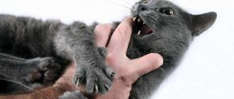How to stop a cat from biting