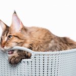 How to stop a cat from marking territory in an apartment - useful tips