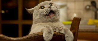 How to stop a cat from yelling. Effective methods read the article 