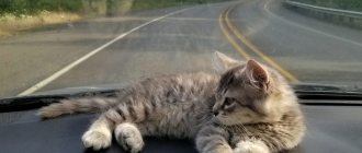 How to transport a cat without a carrier