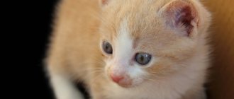 How do newborn kittens feed?