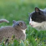 Как подружить котят со взрослой кошкой