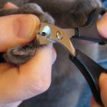 How to trim a cat&#39;s claws