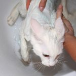 How to wash a cat if he is afraid of water and scratches, what to do at home?