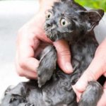 How to wash a cat if he is afraid of water: recommendations and tips