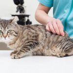 how to give an injection to a cat