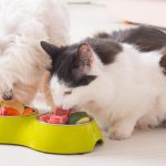 How to prepare cat food