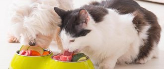 How to prepare cat food