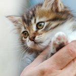 Как приручить дикого котенка или кошку