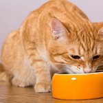 Как приучить кота есть сухой корм