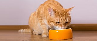 Как приучить кота есть сухой корм