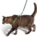 How to train a cat to wear a harness