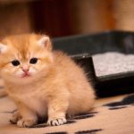 How to train a kitten to go to the litter box