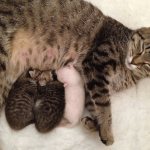 How cats give birth