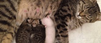 How cats give birth