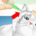 Как выбрать капли от ушного клеща для кошек