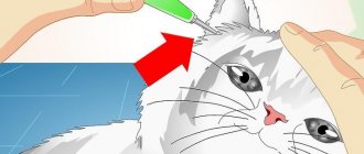 Как выбрать капли от ушного клеща для кошек