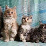 How to choose a Maine Coon kitten: important rules