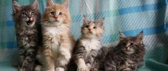 How to choose a Maine Coon kitten: important rules